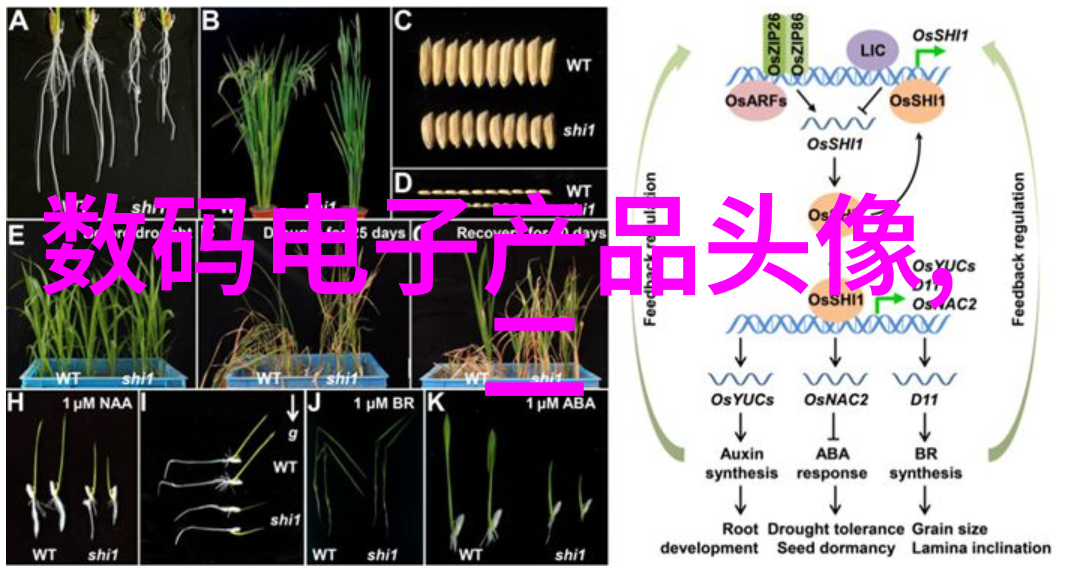 全球PC出货量下降24AI硬件需求增长有望提振市场